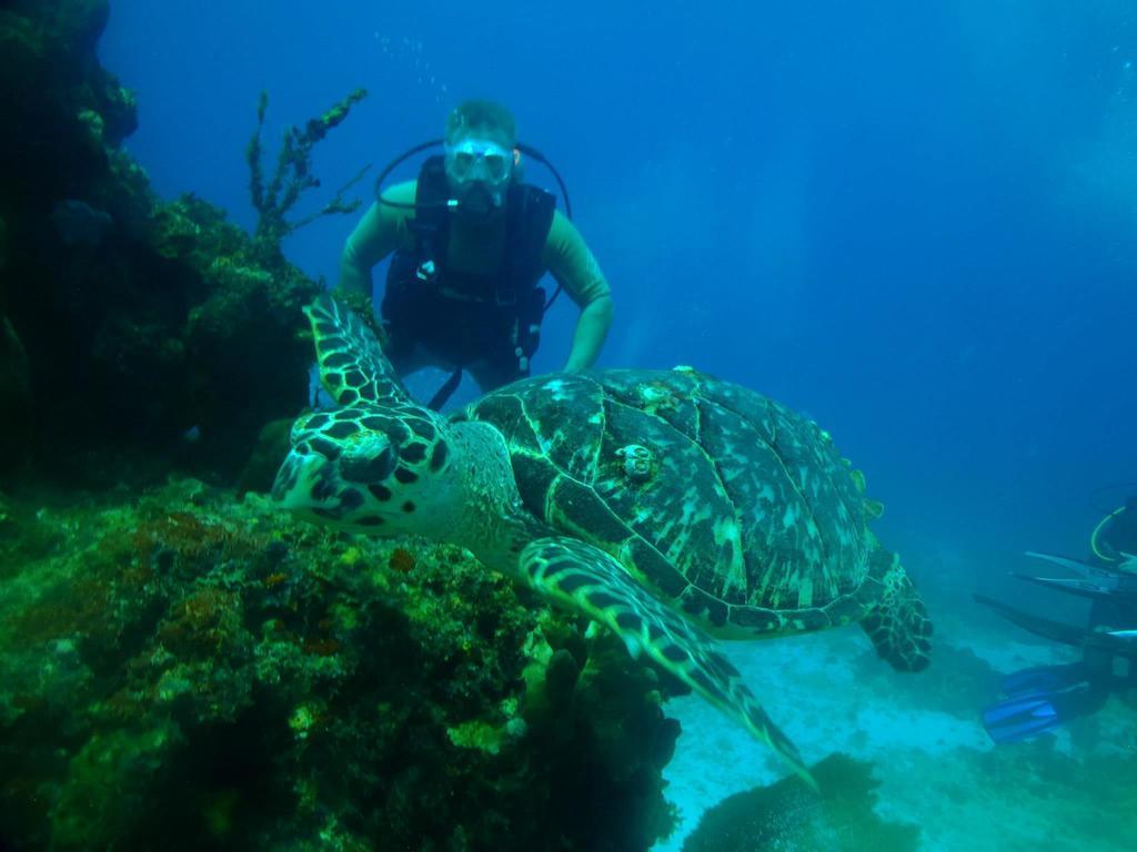 Beachouse Dive Hostel Cozumel Buitenkant foto