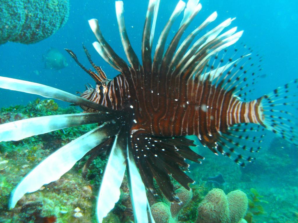 Beachouse Dive Hostel Cozumel Buitenkant foto